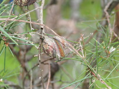 Hakea sericea