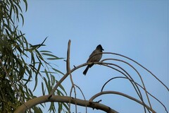 Pycnonotus cafer