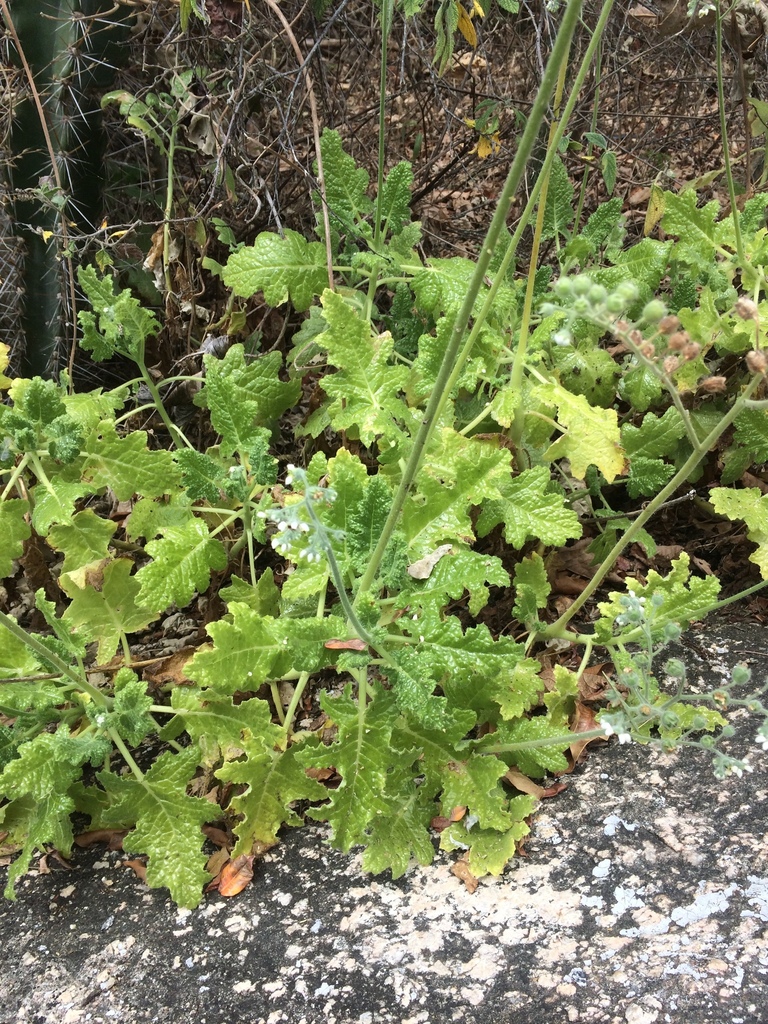 Aosa rupestris