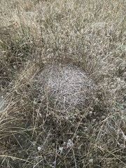 Formica obscuripes