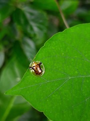 Aspidimorpha furcata