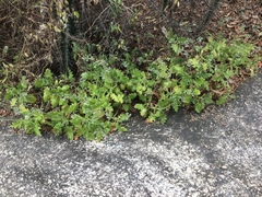 Aosa rupestris