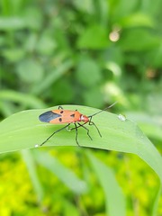 Dysdercus cingulatus