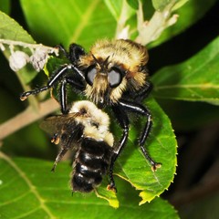 Laphria grossa