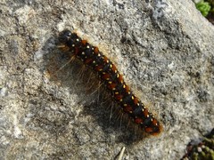 Eriogaster arbusculae