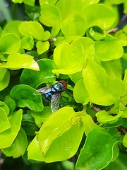 Chrysomya megacephala