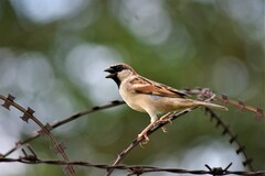 Passer domesticus