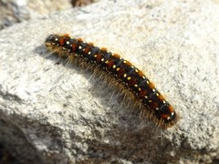 Eriogaster arbusculae