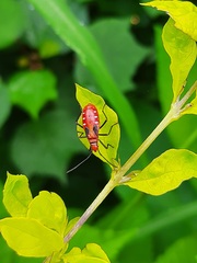 Dysdercus cingulatus