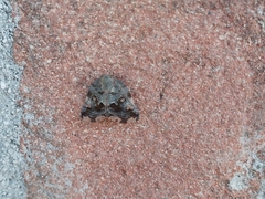 Ricania speculum