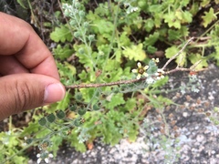 Aosa rupestris