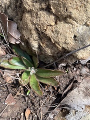 Thompsonella minutiflora
