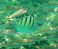 Abudefduf