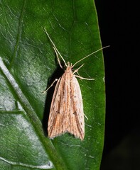 Donacostola notabilis