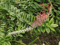 Grevillea acanthifolia