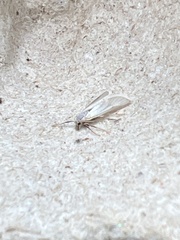 Acentria ephemerella