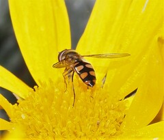 Melangyna viridiceps