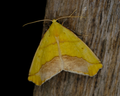 Sicya macularia