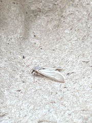 Acentria ephemerella