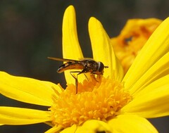 Melangyna viridiceps