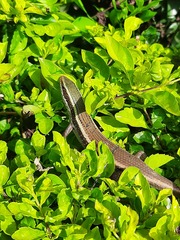 Eutropis carinata