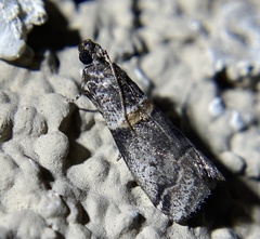 Acrobasis tricolorella
