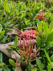 Ixora coccinea