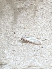 Acentria ephemerella