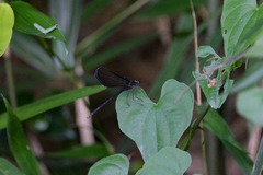 Atrocalopteryx atrata