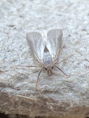 Acentria ephemerella