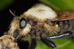 Laphria grossa