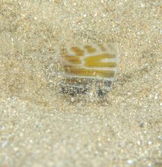 Platycephalus grandispinis