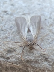 Acentria ephemerella