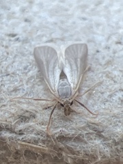 Acentria ephemerella