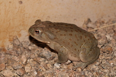 Incilius alvarius