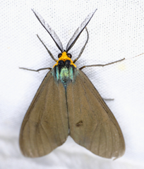 Ctenucha virginica