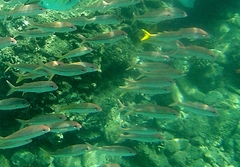 Mulloidichthys vanicolensis