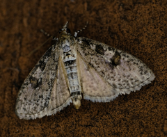Palpita