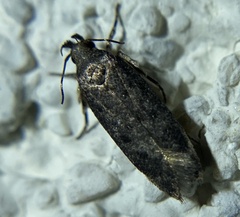 Chionodes dammersi