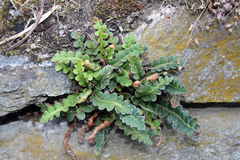 Asplenium ceterach