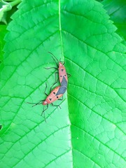 Dysdercus cingulatus