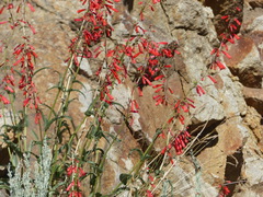 Penstemon eatonii
