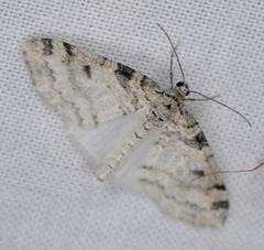 Lobophora