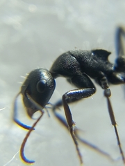 Orthonotomyrmex
