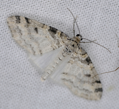 Lobophora