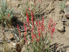 Penstemon eatonii