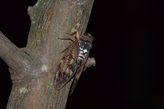 Graptopsaltria nigrofuscata