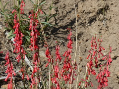 Penstemon eatonii
