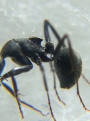 Orthonotomyrmex