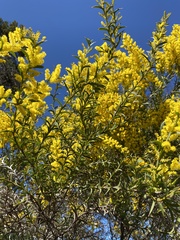 Acacia triptera